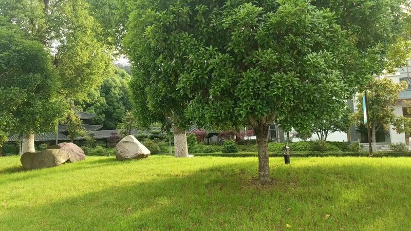苗木种植成本解析：每亩人工费究竟几何？**